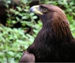 Golden eagle