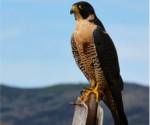 Peregrine falcon