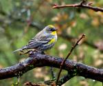 Yellow-rumped warbler