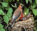 Cedar waxwing