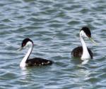 Western grebe