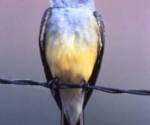 Western kingbird