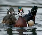 Wood duck