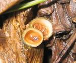 Bird's nest fungus