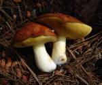 Bolete