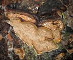 Bracket fungus