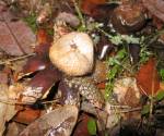 Earthstar fungus