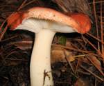 Emetic russula