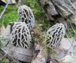 Morel