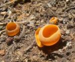 Orange peel fungus