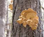 Oyster mushroom