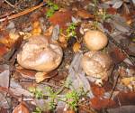 Smoky Puffballs