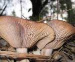 Short-stemmed Russula