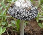 Shaggy mane