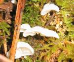 White polypore