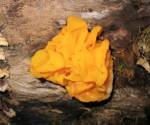 Witches butter