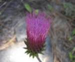 Anderson thistle