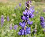 Big leaf lupine