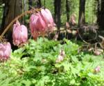 Bleeding hearts