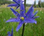 Camas lily