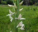 Bog orchid