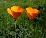 California poppy