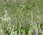 Corn Lily Lupine & Groundsel