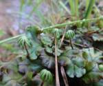 Liverwort