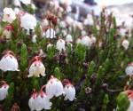 White Heather