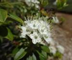 Western Labrador Tea