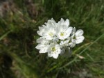 White Brodiaea