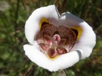 Mariposa Lily