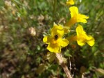 Monkeyflower