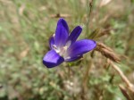 Harvest Brodiaea