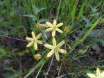 Pretty-face Brodiaea