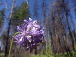 Wild Hyacinth