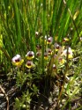 Pansy Monkeyflower