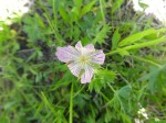 Richardson\'s Geranium