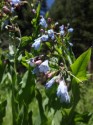 Mountain Bluebells