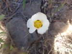 Mariposa Lily 