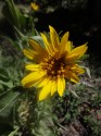 Mule\'s Ear