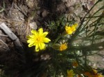 Mountain Dandelion