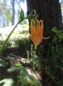 Western Columbine