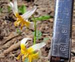 Fawn lily