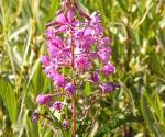 Fireweed