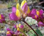 Harlequin lupine