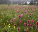 Paintbrush and Monkeyflower