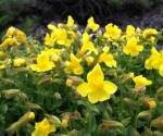 Monkeyflower