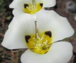 Mariposa Lily