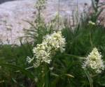 Death Camas